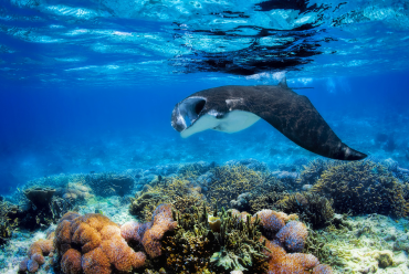 Aliikai, Indonesia