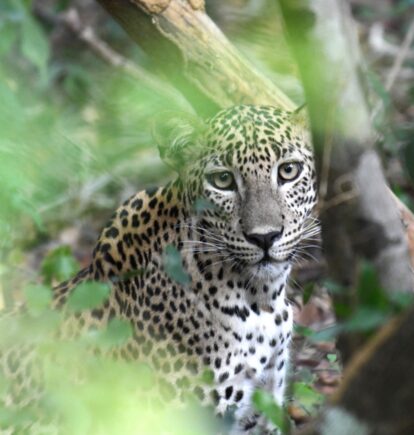 Leopard, Sri Lanka