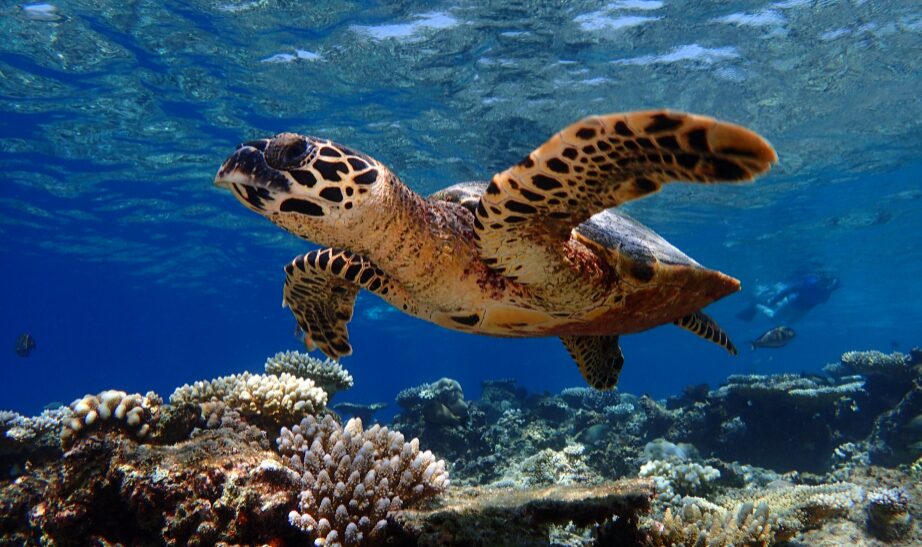 Baros, Maldives
