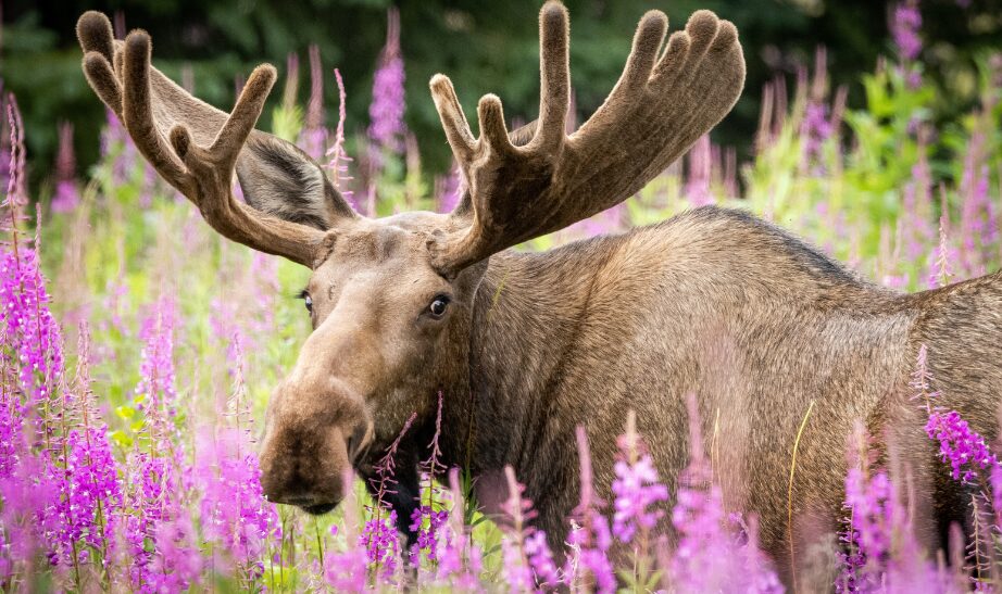 Alaskan Moose