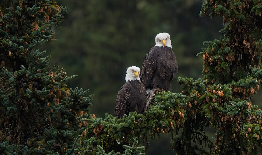 Alaska