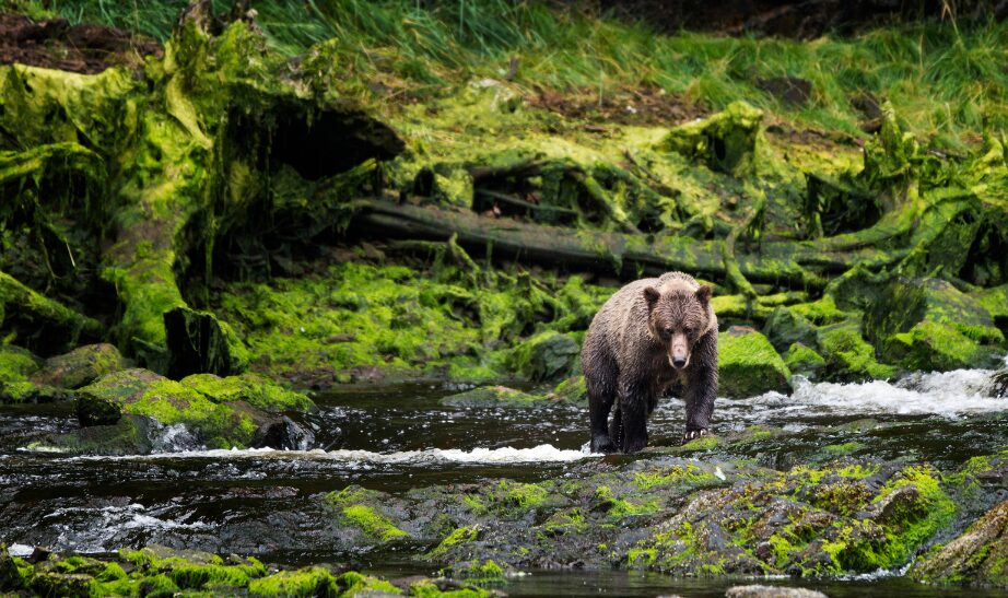 Alaska