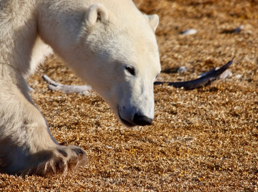 Polar bear in Wapusk National Park, Churchill JG