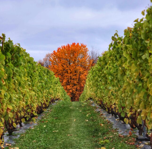 Vines on the Isle de Orleans, Québec