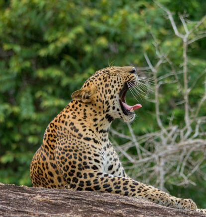 Leopard Trails, Wilpattu, Sri Lanka