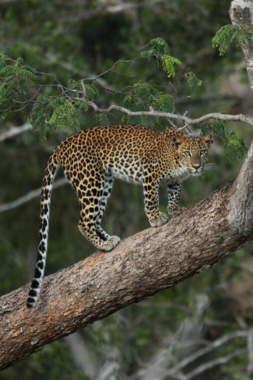 Leopard Trails, Wilpattu, Sri Lanka