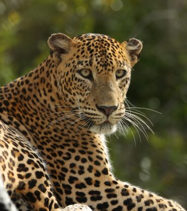 Leopard Trails, Wilpattu National Park, Sri Lanka