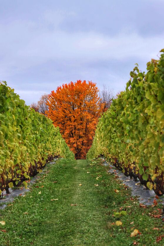 Vines on the Isle de Orleans