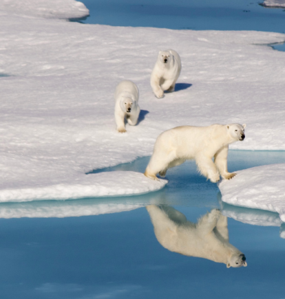 Bears in the Northwest Passage, Nunavut