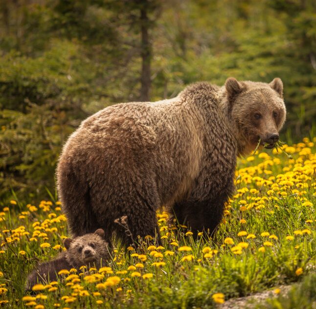 Jasper National Park, Alberta, Canada