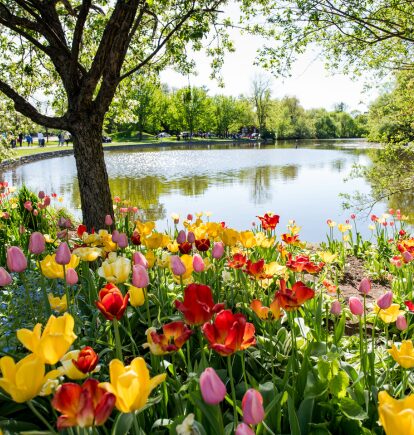Tulip Festival, Ottawa, Ontario, Canada