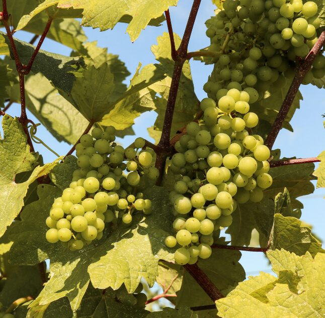 Niagara Vineyard, Ontario, Canada