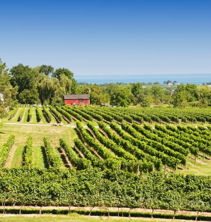 Niagara Vineyard, Ontario, Canada