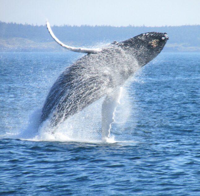 Humpback Whale, Bay of Fundi, Nova Scotia, Canada