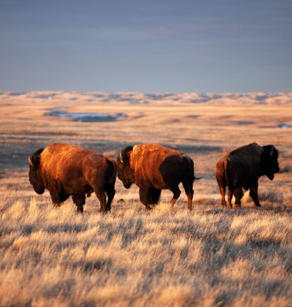 Grasslands National Park, Saskatchewan, Canada