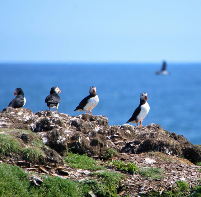 Puffins, Newfoundland, Canada