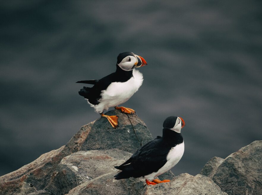 Puffins, Newfoundland, Canada