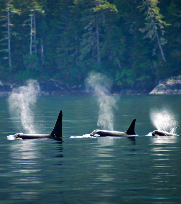 Vancouver Island, British Columbia, Canada