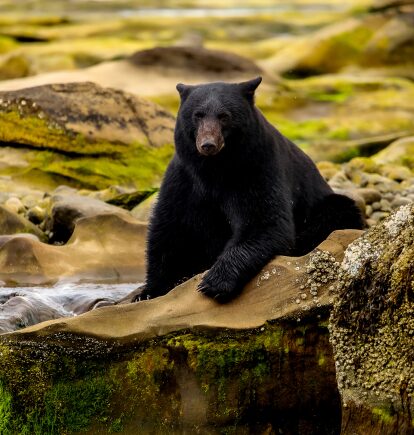 Vancouver Island, British Columbia, Canada