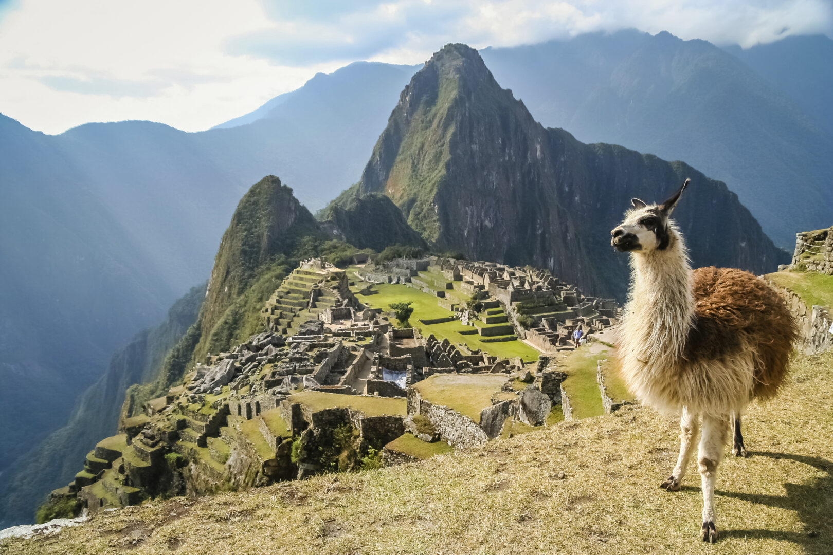 lama and machu picchu in peru