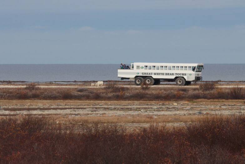 Getting close to polar bears in Churchill