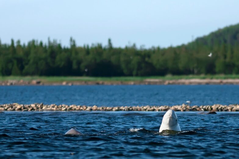 A curious beluga, Churchill