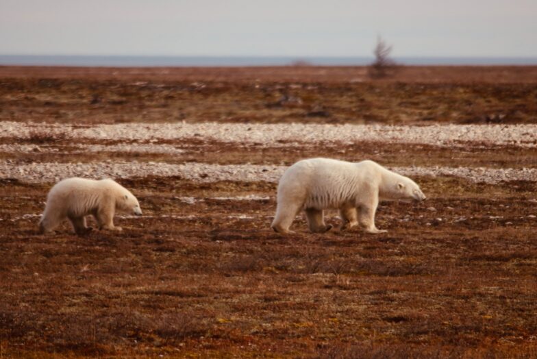 A mother and yearling cub, Churchill