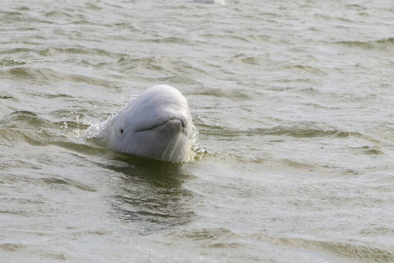 Up close and personal with a beluga, Churchill