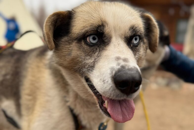 Sled dog, Churchill