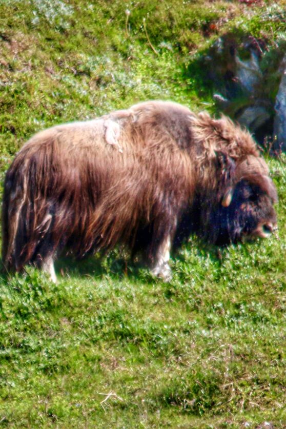 Musk Ox in East Greenland