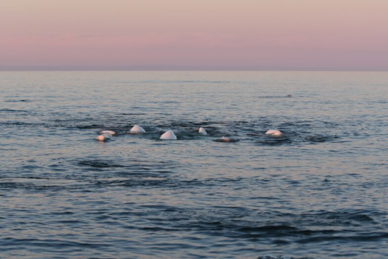 Beluga Whales, Churchill