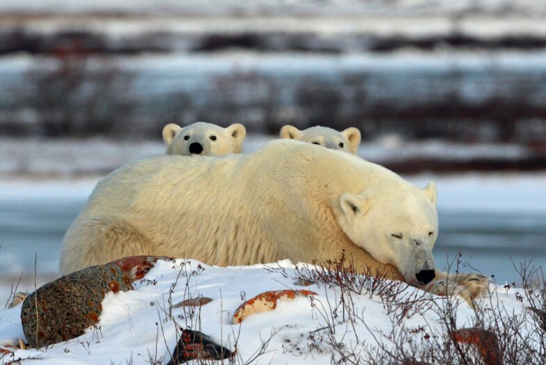 A mother and young cubs, Churchill