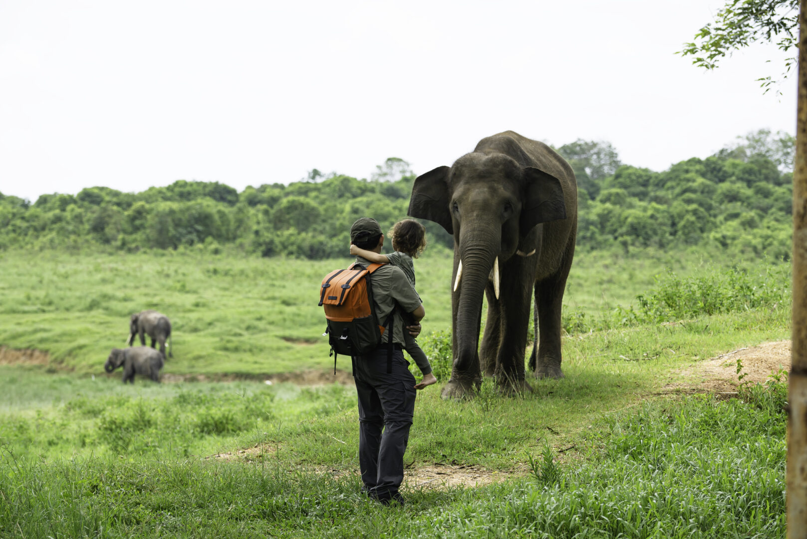 A family watching an elephant on a luxury family holiday