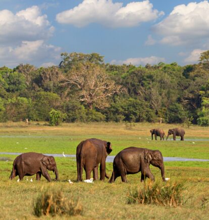 Elephants in Minneriya, The Cultural Triangle, Sri Lanka