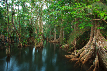 Mangroves of Playa Cativo