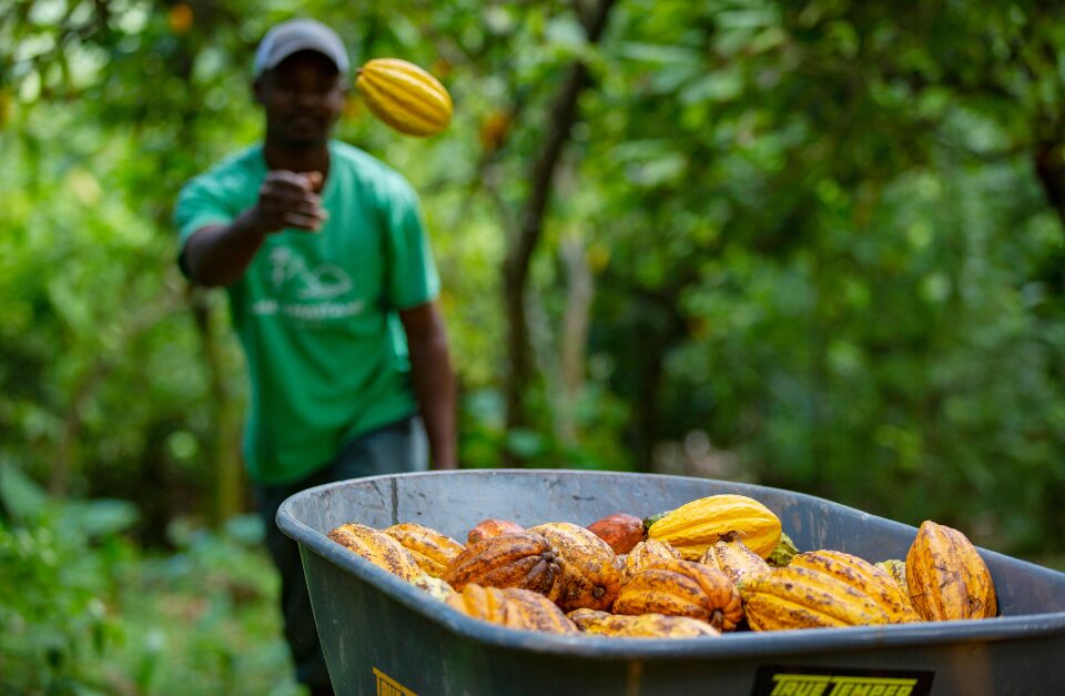 Chocolate farm, Anse Chastanet