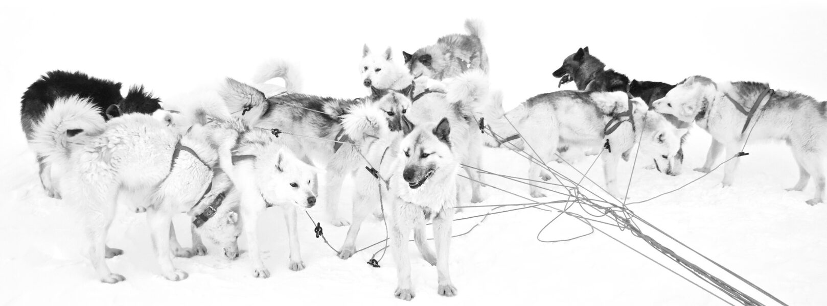 Greenland Dogs
