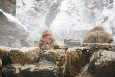 Jigokudani Monkey Park