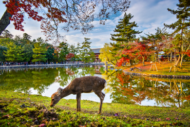 Deer grazing near Todai-ji temple in Nara, Japan