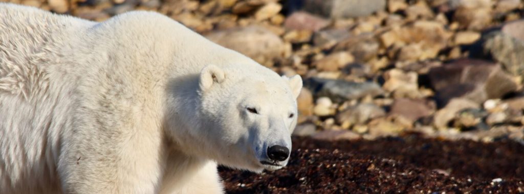 Churchill, Manitoba + The Arctic Trinity