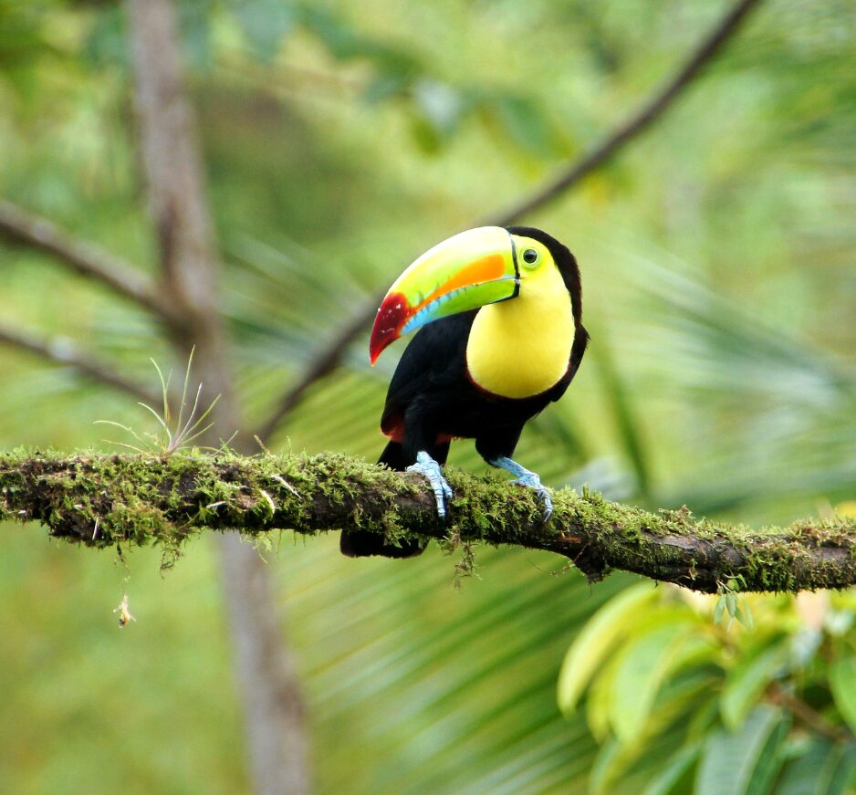Toucan, Costa Rica
