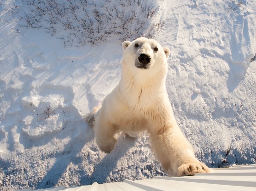 An inquisitive bear in Churchill