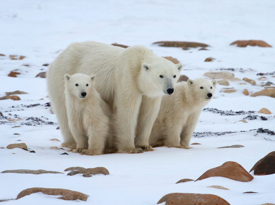 Mother and cubs in Churchill