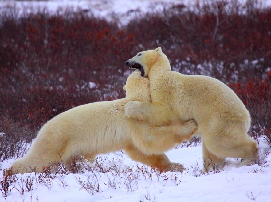 Young males learning to fight, Churchill