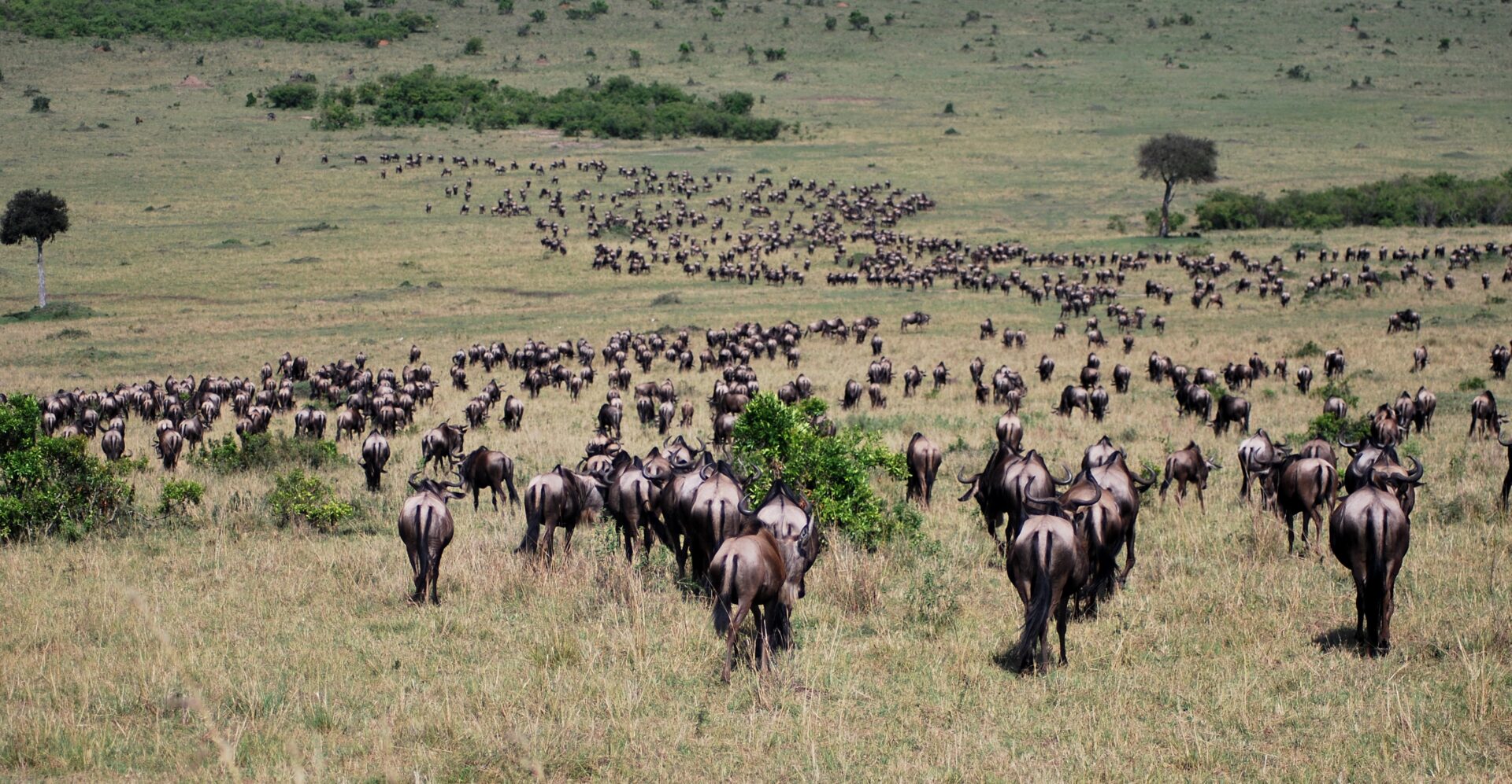 Great Wildebeest Migration Safari