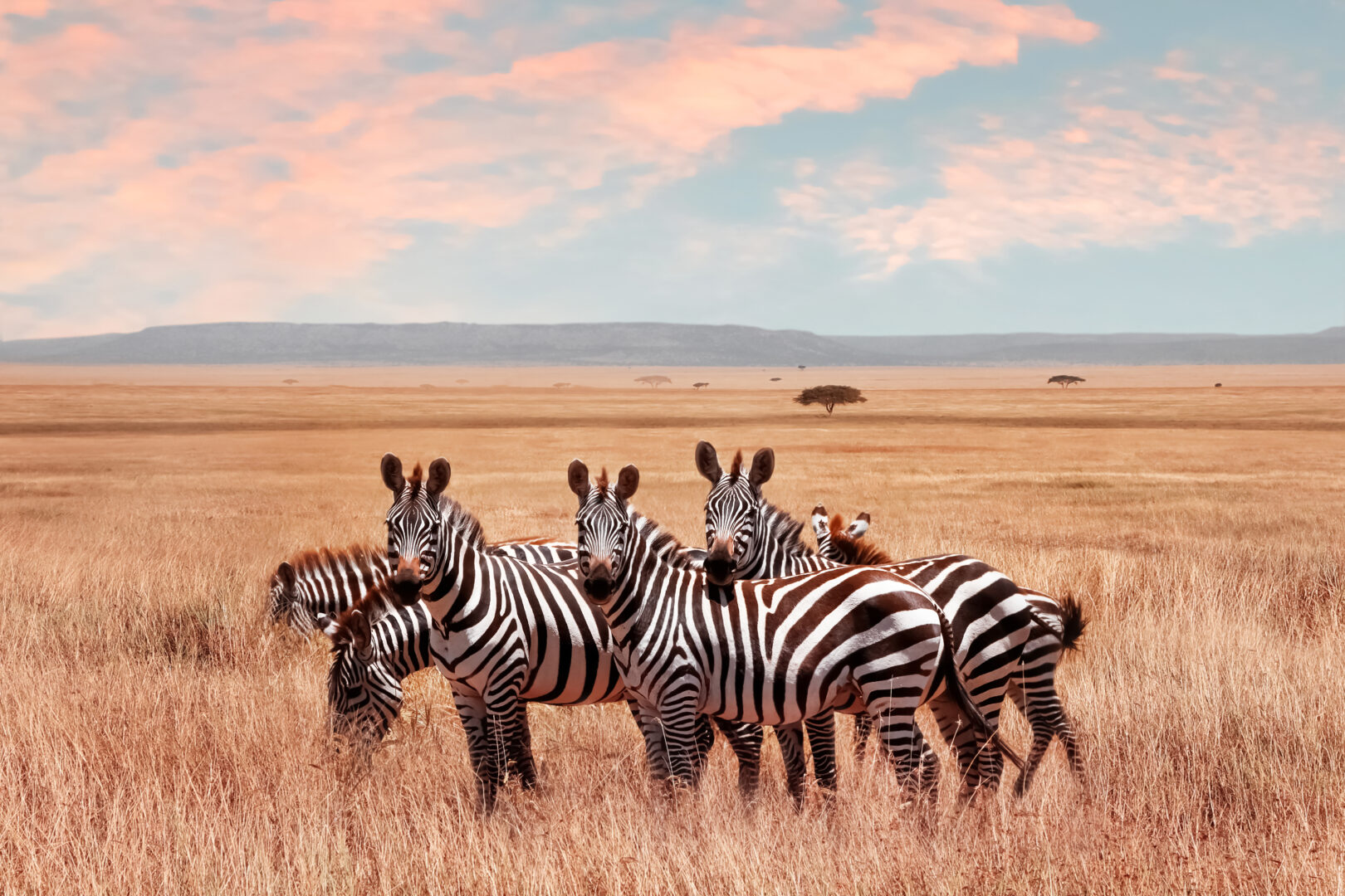 Wild African zebras in the Serengeti National Park, luxury great migration safari