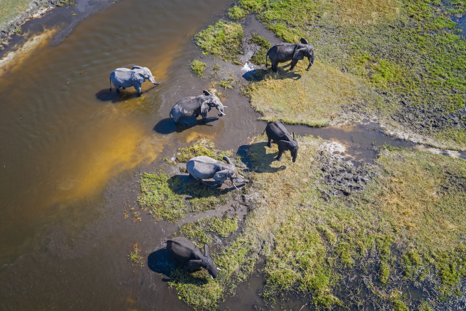 Aerial view of elephants on a luxury safari in Botswana