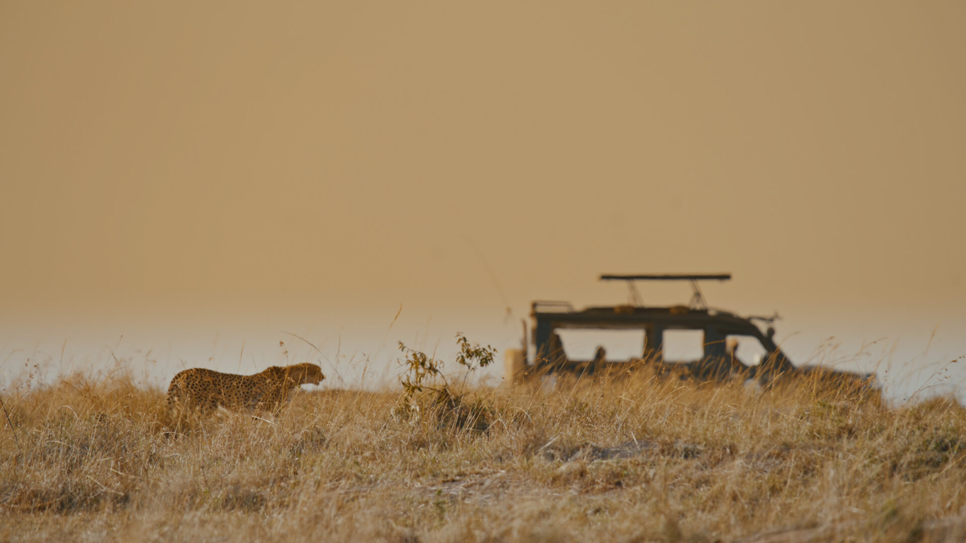 Male cheetah moves stealthily through dry grass in Kenya's Masai Mara, a safari truck waiting nearby