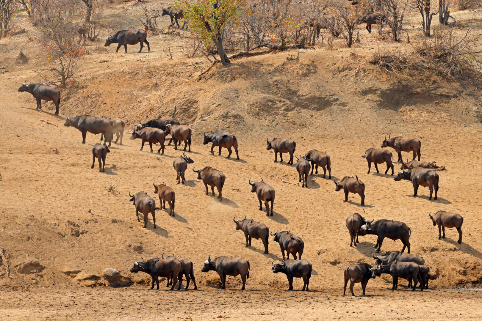Safari herd of African buffalos in the dry season