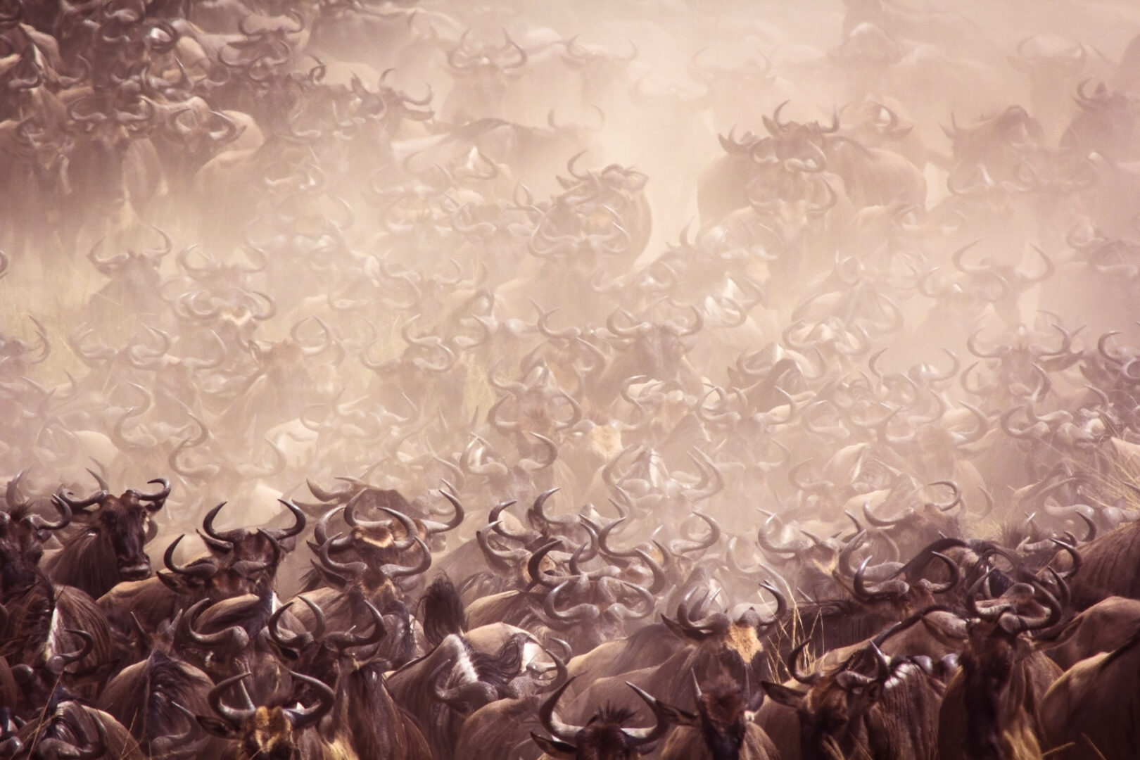 Vast wildebeest herd on the move - Masai Mara, Kenya
